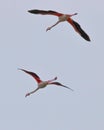 Beautiful pink flamingos with wings spread flying in Porto Lagos, Xanthi, Greece