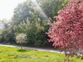 Beautiful pink floral tree