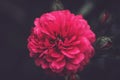 Beautiful Pink flower. Abstract background. Space in background for copy, text, your words. Royalty Free Stock Photo