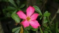 Beautiful Pink Flower Adenium Obesum or Kamboja Jepang