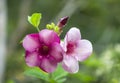 Close up of purple allamanda flowers in garden Royalty Free Stock Photo