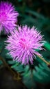 Beautiful pink flower for android wallpapers Royalty Free Stock Photo