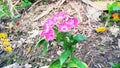 A Beautiful pink flower of Assam,India.This flowers are get to see on the January of the year.