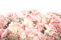 Beautiful pink flower background. Royalty Free Stock Photo