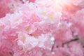 Beautiful pink flower background Royalty Free Stock Photo