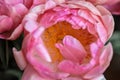 Peony close up. Pink petal texture Royalty Free Stock Photo