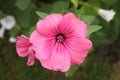 Beautiful pink flower with beauty background in a dacha garden Royalty Free Stock Photo