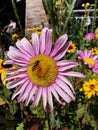 Beautiful pink flower with bee under sunshine day