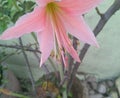 Beautiful pink flower blooming in branch of green leaves plant growing in flowerpot in garden, nature photography Royalty Free Stock Photo