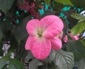 Beautiful pink flower blooming in branch of green leaves plant growing in garden, nature photography, gardening background Royalty Free Stock Photo