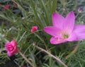 Beautiful pink flower blooming in branch of green leaves plant growing in garden, nature photography, gardening background Royalty Free Stock Photo