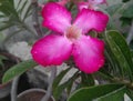 Beautiful pink flower blooming in branch of green leaves plant growing in garden, nature photography, love background Royalty Free Stock Photo