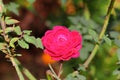 A beautiful pink flower blooming in a native rose garden Royalty Free Stock Photo