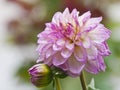 Beautiful Pink Flower with Bright Background Royalty Free Stock Photo