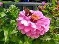 Beautiful pink flower with butterfly drinking nectar Royalty Free Stock Photo