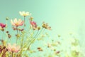 Beautiful Pink Flower on Clean Blue Sky Background Royalty Free Stock Photo