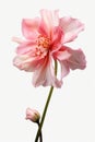 A beautiful pink flower with a clean and simple white background. Perfect for adding a touch of elegance to any project Royalty Free Stock Photo
