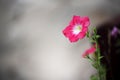 Beautiful pink flower and concrete background. Periwinkle flower. Royalty Free Stock Photo