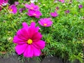 Beautiful pink flower. Cosmos bipinnatus, commonly called the garden cosmos Royalty Free Stock Photo