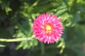 A beautiful pink flower in a dacha garden