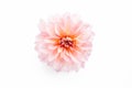 Beautiful pink flower dahlia and rose bud isolated on white background. Flat lay, top view. Royalty Free Stock Photo