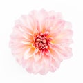 Beautiful pink flower dahlia and rose bud isolated on white background. Flat lay, top view. Royalty Free Stock Photo