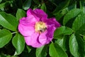 Beautiful pink flower of a dog rose, on it the bee sits. Sunny day Royalty Free Stock Photo