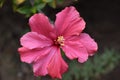 Beautiful pink flower with eight petals