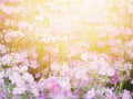 Beautiful pink flower field under sunlight in the morning Royalty Free Stock Photo