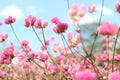 Beautiful pink flower fields  Blooming during the natural spring time in Thailand Royalty Free Stock Photo