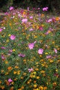 Beautiful pink flower fields  Blooming during the natural spring time in Thailand Royalty Free Stock Photo