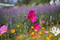 Beautiful pink flower fields  Blooming during the natural spring time in Thailand Royalty Free Stock Photo