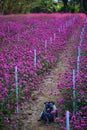 Beautiful pink flower fields  Blooming during the natural spring time in Thailand Royalty Free Stock Photo