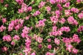 Beautiful pink flower fields  Blooming during the natural spring time in Thailand Royalty Free Stock Photo