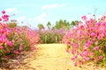 Beautiful pink flower fields  Blooming during the natural spring time in Thailand Royalty Free Stock Photo