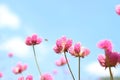 Beautiful pink flower fields  Blooming during the natural spring time in Thailand Royalty Free Stock Photo