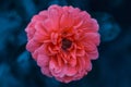 Beautiful pink flower. Flowerbackground, gardenflowers. Abstract background Royalty Free Stock Photo