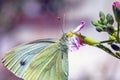 Beautiful pink flower and fluttering butterfly