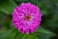 Beautiful pink flower in the garden, Dahlia-flowered zinnia, Zinnia, Common Zinnia, Elegant zinnia. Royalty Free Stock Photo