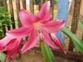 Beautiful Pink Flower in garden