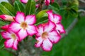 Beautiful pink flower in the garden that inspires love and passion