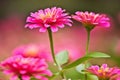Beautiful pink flower in the garden. Pink flowers of zinnia elegant, common zinnia or elegant zinnia in the garden. Royalty Free Stock Photo