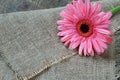 Beautiful pink flower - gerbera