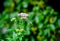 Beautiful pink flower in Germany in the garden Royalty Free Stock Photo