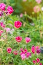 The beautiful pink flower of Godetia Clarkia grows in a garden on a sunny day. Summer flowers. Natural wallpaper. Soft selective