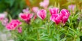 The beautiful pink flower of Godetia Clarkia grows in a garden on a sunny day. Summer flowers. Natural wallpaper. Soft selective