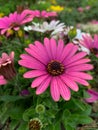 Beautiful pink flower with a green background - African Daisy - Osteospermum Soprano Royalty Free Stock Photo