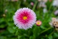 Beautiful pink flower with a green background - Daisy Pink Bellis Perennis Super Enorma Royalty Free Stock Photo