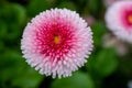 Beautiful pink flower with a green background - Daisy Pink Bellis Perennis Super Enorma Royalty Free Stock Photo