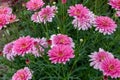 Beautiful pink flower with a green background - Daisy Pink Bellis Perennis Super Enorma Royalty Free Stock Photo